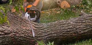 Leaf Removal in Mount Oliver, PA