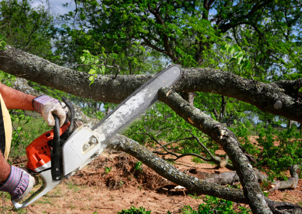 How Our Tree Care Process Works  in  Mount Oliver, PA